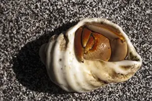 Isabela Island Prints: Semi-terrestrial Hermit Crab (Coenobita compressus) Base of Wolf Volcano, Isabela Island