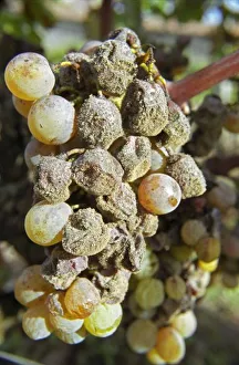 Mold Prints: Semillon grapes