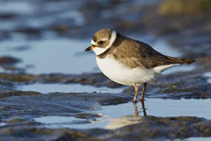 Shorebird Prints: Semipalmated Plover