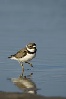 Images Dated 13th April 2008: Semipalmated plover, Charadrius semipalmatus, Welder flats, Texas