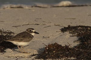 Quintana Roo Prints: Semipalmated Plover (Charadrius semipalmatus), Sian Ka an Biosphere Reserve, Quintana Roo