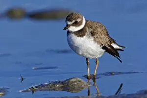 Images Dated 20th February 2005: Semipalmated Plover, Charadrius semipalmatus, Ding Darling National Wildlife Refuge