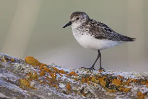 Sandpiper Prints: Semipalmated sandpiper