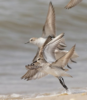 Joe And Mary Ann Mcdonald Prints: Semipalmated sandpiper, New Jersey, USA, North America