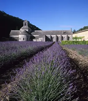 Cistercian Prints: Senanque Abbey, Gordes, Vaucluse, Provence, France