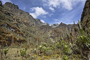 East Africa Prints: Senecias and lobelias in the upper Mobuku valley Mobuku, Uganda