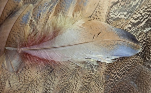 Images Dated 3rd November 2011: Senegal Bustard close-up of feathers