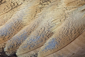 Natural Pattern Prints: Senegal Bustard close-up of feathers
