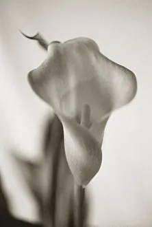 Floral And Botanical Prints: Sepia tone Calla Lily