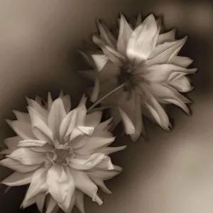 Floral And Botanical Prints: Sepia tone Dahlia