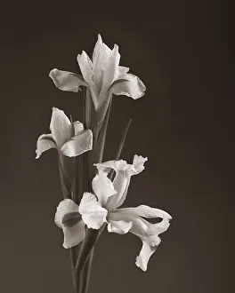 Floral And Botanical Prints: Sepia tone Iris
