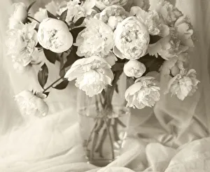 Floral And Botanical Prints: Sepia tone Peony