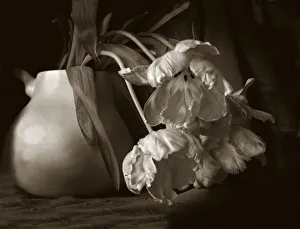Monotone Prints: Sepia tone Tulips