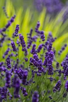 Prints of Sequim, Washington State, lavender field blooms Images Dated 2020 March: Sequim, Washington State, lavender field blooms