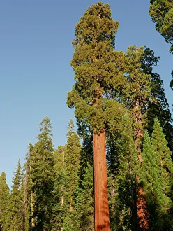 Tall Prints: Sequoia National Park, California