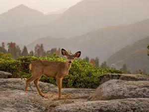 Rob Sheppard Prints: Sequoia National Park, California