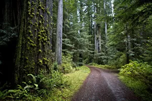 Sequoias in Redwood NP, California