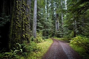 Images Dated 27th October 2005: Sequoias in Redwood NP, California