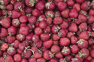 Images Dated 6th May 2007: SERBIA, Vojvodina Region, Krusedol Selo. Fruska Gora Hill Region- Strawberries