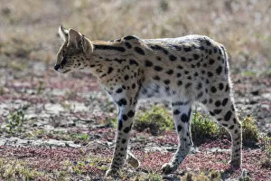Serval (Leptailurus serval), Ndutu, Ngorongoro Conservation Area, Serengeti, Tanzania
