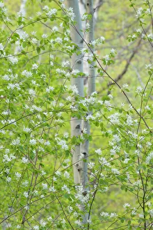 Subalpine Prints: Serviceberry flowers and Aspens