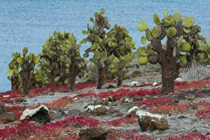 Images Dated 7th July 2021: Sesuvium edmonstonei and cactus, South Plaza Island, Galapagos islands, Ecuador