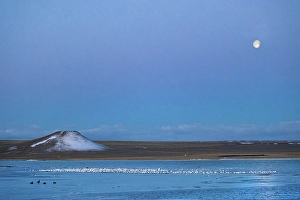 Images Dated 26th September 2024: Setting full moon during snow geese migration at Freezeout Lake Wildlife Management Area near Choteau