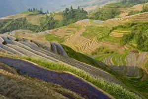 Rice Prints: Seven Stars and Moon viewpoint
