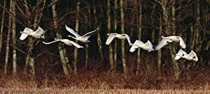 Seven Trumpeter Swans (Cygnus buccinator) flying in afternoon light with deciduous