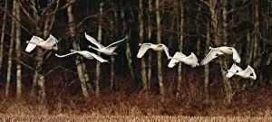 Exciting Prints: Seven Trumpeter Swans (Cygnus buccinator) flying in afternoon light with deciduous