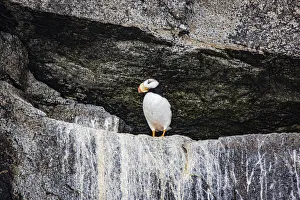 Prints of Seward, Alaska, Kenai Peninsula, puffin, seabird Images Dated 2020 March: Seward, Alaska, Kenai Peninsula, puffin, seabird