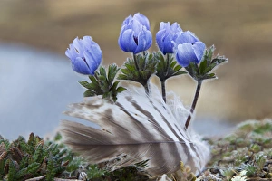 Seward Peninsula, Alaska; Arctic Wildflowers