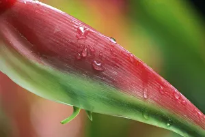 Heliconia Prints: Sexy Pink (Heliconia), Hilo Botanical Garden, Hilo, Hawaii, USA