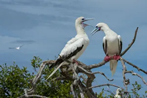 Seabird Prints: Seychelles, Indian Ocean, Aldabra, Cosmoledo Atoll. Important bird nesting colony