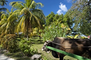 Domesticated Prints: Seychelles, Island of La Digue. La Digue ox-cart, mode of transportation around the island