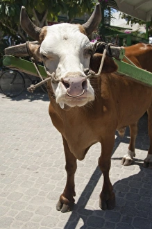 Images Dated 28th December 2010: Seychelles, Island of La Digue. Town of La Passe Harbor. La Digue ox-cart, mode of