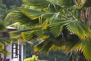 Seychelles, La Digue Island, La Passe, morning shower