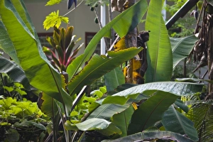 Seychelles, La Digue Island, La Passe, tropical garden