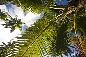 La Passe Prints: Seychelles, La Digue Island, La Passe, palm detail