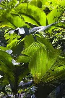 Images Dated 22nd October 2008: Seychelles, Mahe Island, Morne Seychellois National Park, palms