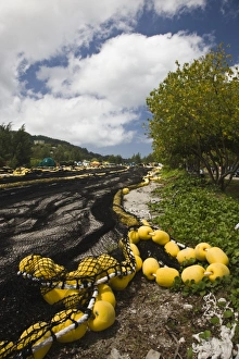 Inner Harbor Prints: Seychelles, Mahe Island, Victoria, Inner Harbor, drying fishing nets