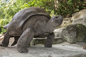 Tortoise Prints: Seychelles, Mahe, St. Anne Marine National Park