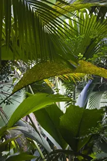 Seychelles, Praslin Island, Vallee de Mai National Park, Palm forest