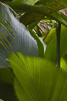 Praslin Island Prints: Seychelles, Praslin Island, Vallee de Mai National Park, Palm forest