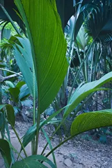 Images Dated 26th October 2008: Seychelles, Praslin Island, Vallee de Mai National Park, Palm forest