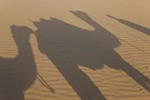 Images Dated 11th March 2010: Shadows of a camel train, Thar Desert, Rajasthan, India