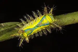 Images Dated 8th October 2010: Shag Moth Caterpillar (Limacodidae) Napo River bordering Yasuni National Park