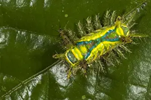 Images Dated 8th October 2010: Shag Moth Caterpillar (Limacodidae) Napo River bordering Yasuni National Park