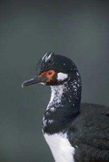 Shag Prints: Shag Rock Cormorant, (Phalacrocorax magellanicus)