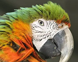 Shamrock Macaw, first generation hybrid macaw species. Face closeup